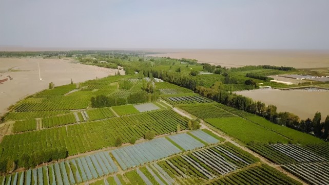 敦煌人站出来阳关失守万亩防护林被毁沙进人退噩梦再现