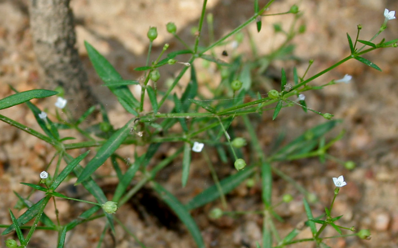白花蛇舌草的功效与作用,白花蛇舌草的禁忌人群有哪些_腾讯新闻
