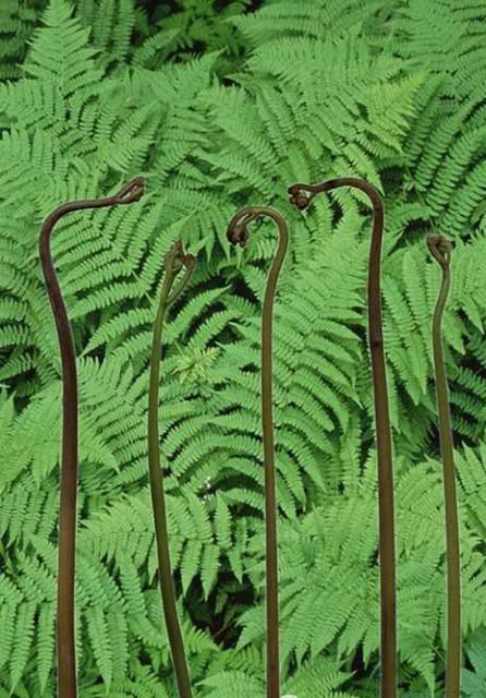 的损害,致癌,而这种致癌物质就是上世纪80年代从蕨菜中提取到的原蕨苷