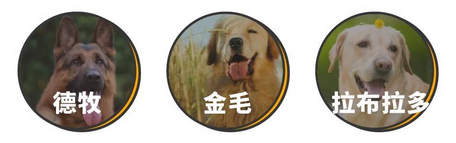 老年犬和大型犬易患的肿瘤 脾脏肿瘤 腾讯新闻