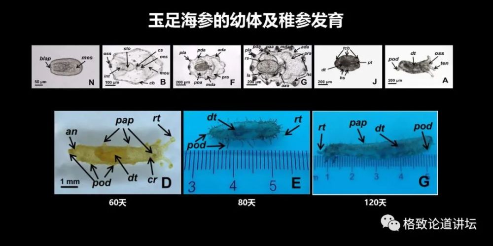 海参卵的进化过程图片图片