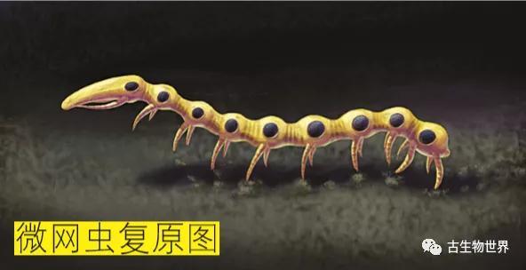 微网虫生活在5.