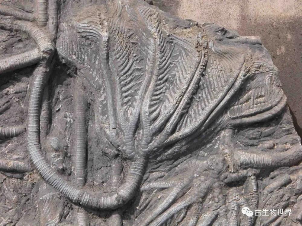 苔 藓 虫昆明鱼层 孔 虫海 林 擒广翅鲎注:图片来源于网络,侵删好了