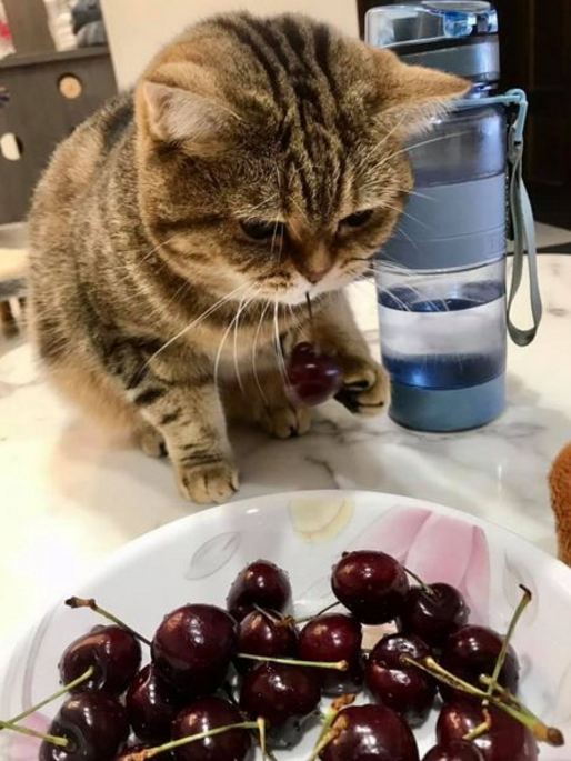 小猫咪"偷"车厘子被当场抓获,居然……