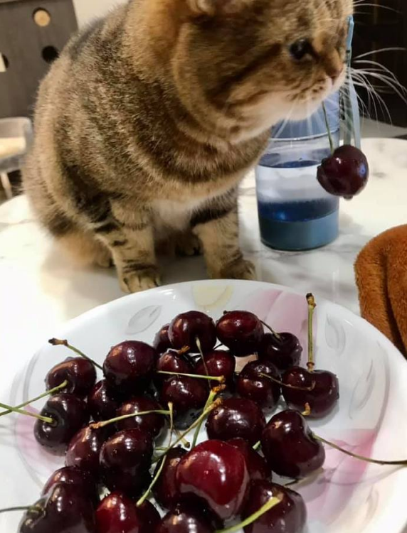 小猫咪"偷"车厘子被当场抓获,居然……