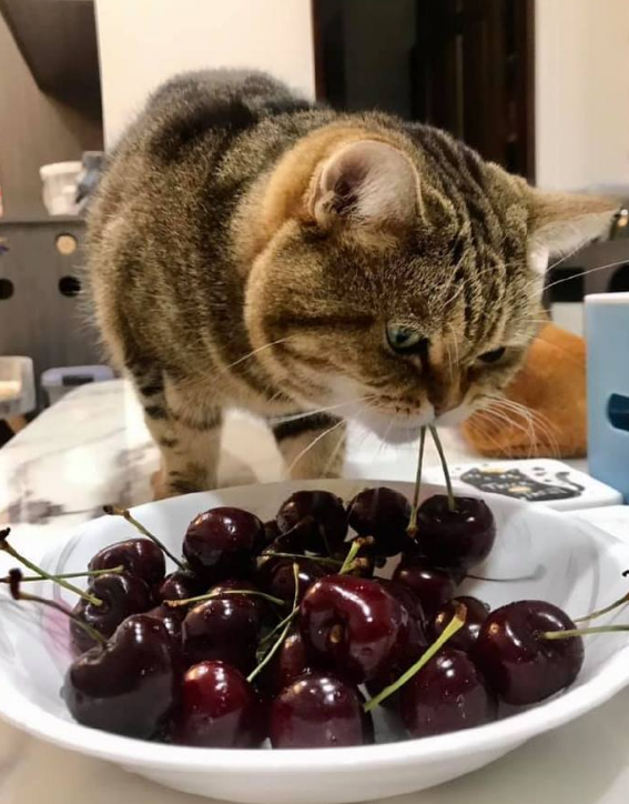 小猫咪"偷"车厘子被当场抓获,居然……