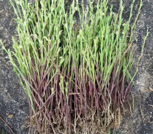 它长得不起眼,株高仅10cm,却是农村的"金草",1