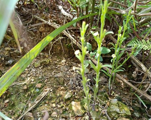 它长得不起眼,株高仅10cm,却是农村的"金草",1斤卖千元_腾讯新闻