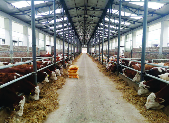 方山县肉牛育肥养殖基地