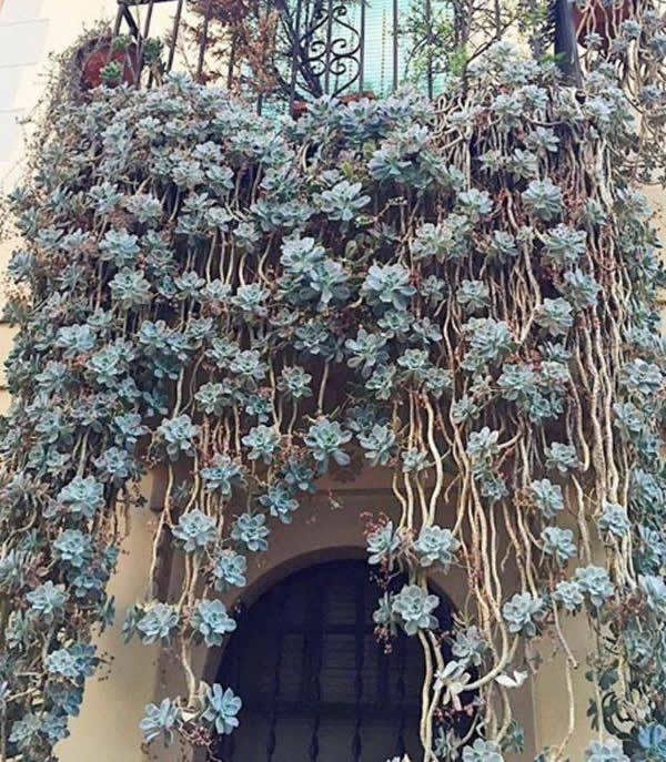 养了多肉10年长成这样的瀑布状美出天际了