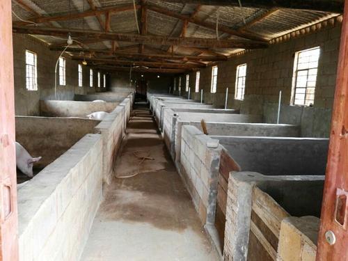 育肥|母猪|猪场|农村|猪舍