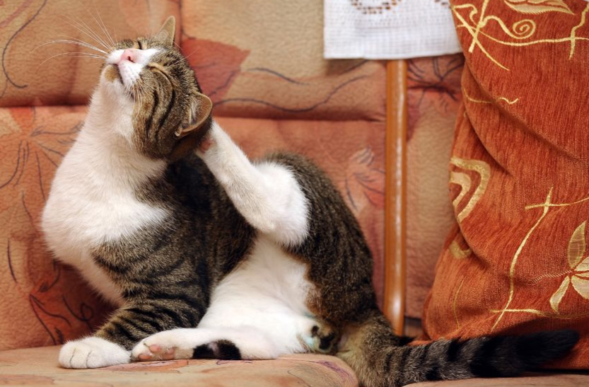 猫咪常有这3个表现?可不只是"挠痒痒",主人要帮忙,别不在意