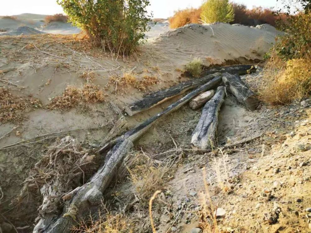 万亩沙漠防护林被毁敦煌防沙最后屏障几近失守