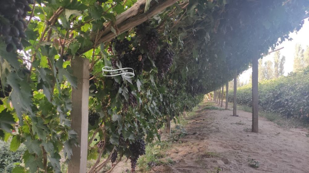 敦煌万亩防沙林被砍伐化作葡萄园