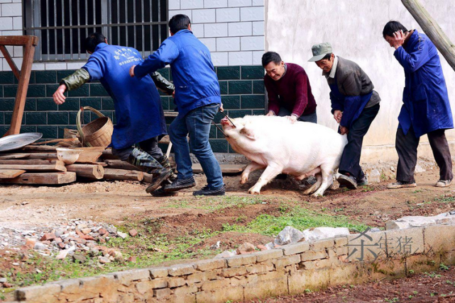 农村腊月杀年猪时讲究三不杀分别指的是啥呢看完有数了