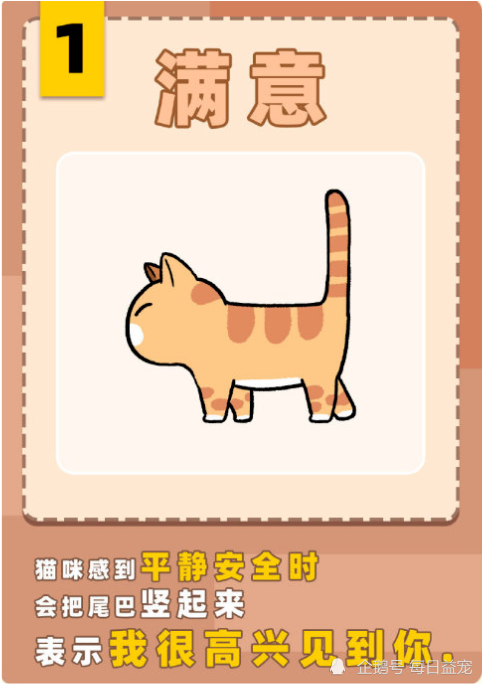 猫咪尾巴姿势不同 代表的含义也不同 铲屎的了解了吗 腾讯新闻