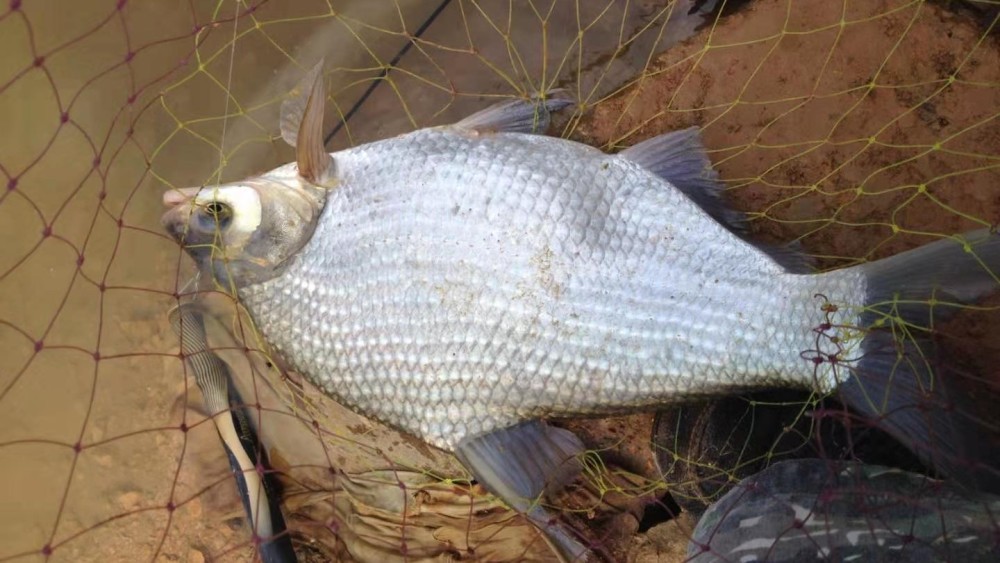 鯿魚在產卵時節,並不像鯉魚那樣停止覓食,它們要尋找食物豐富,便於