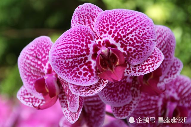 1月22日星座运势 不甘平庸 逆流而上的四大星座 星座 星座运势 白羊座 水瓶座 狮子座 天蝎座