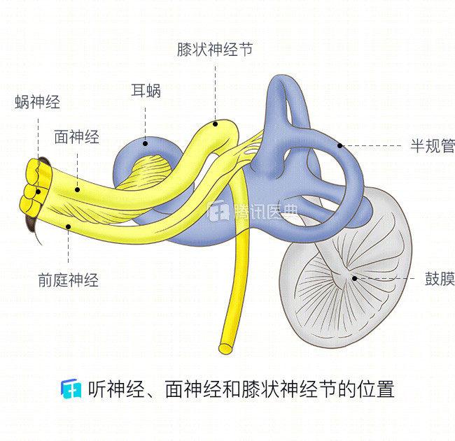 膜迷路解剖图图片