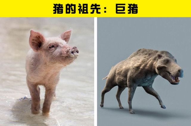 7種現代動物與史前祖先的大對比|地球|鬣齒獸|浣熊