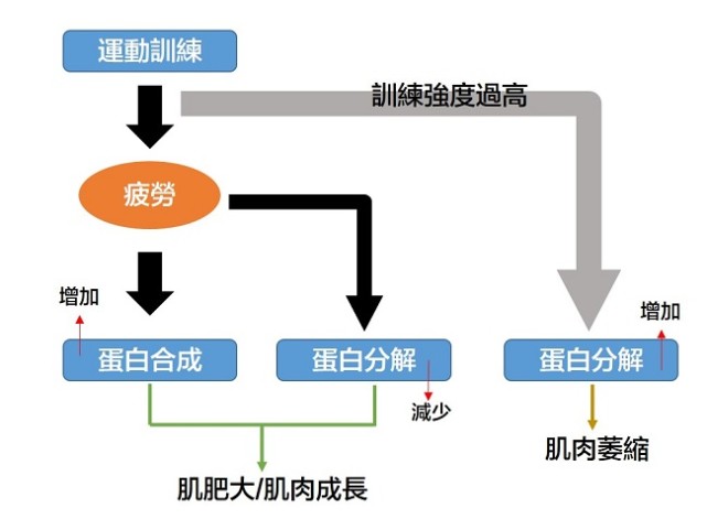 因此,在進行高強度的離心收縮肌力後,肌肉需花費大約10天的時間才能