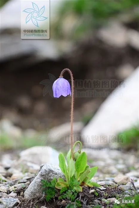野毛金莲,见过吗?能清热利湿,止咳定喘,止痛_腾讯新闻
