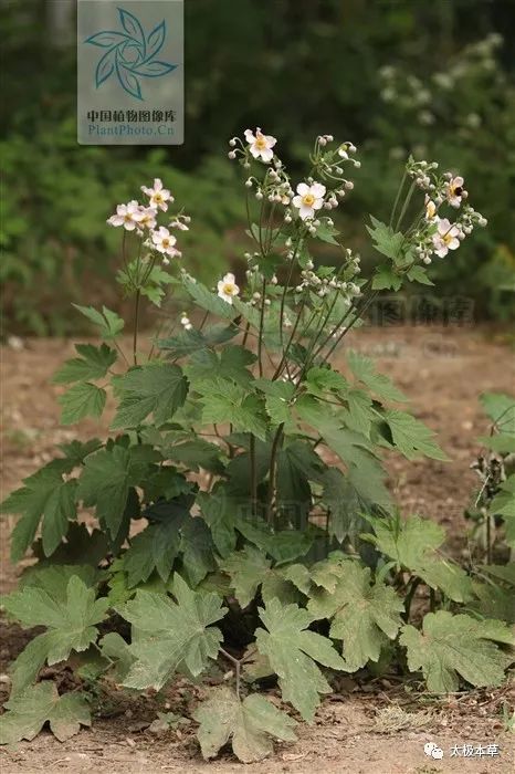 野棉花見過嗎外用治風溼骨痛跌打損傷