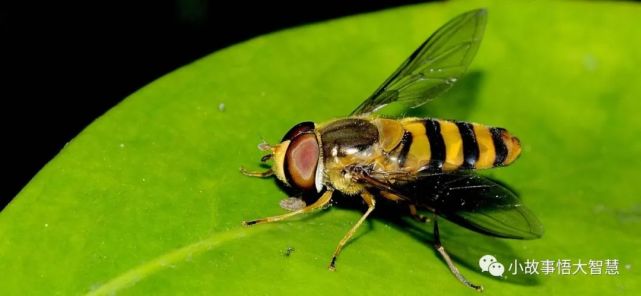 变成蜜蜂的苍蝇告诉我们一个人生哲理