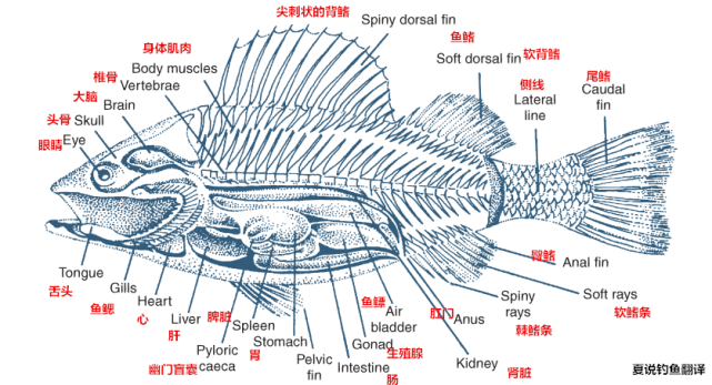 【鱼百科】鱼的基础知识,了解主要生理特征|鱼类|钓鱼