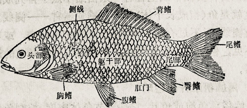 【魚百科】魚的基礎知識,瞭解主要生理特徵