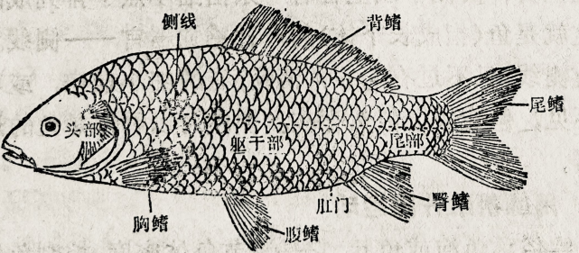 图1鱼体外形
