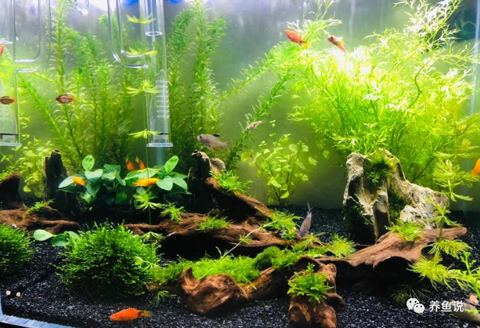 养鱼新手闭着眼也能养活的水草 给大家列了5种 第1种养不死的 腾讯新闻