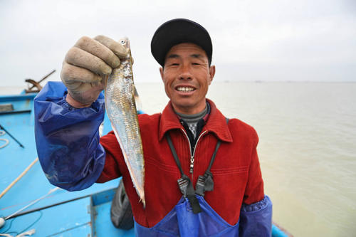 东平湖绝地逢生:黄河刀鱼消失殆尽,长江刀鱼趁机而入?