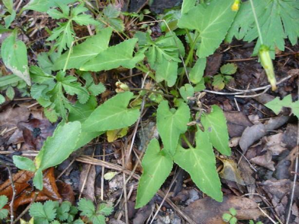 农村不起眼的"犁头草",能消炎止痛,清热解毒,浑身都是宝!