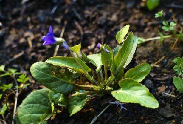 农村不起眼的"犁头草",能消炎止痛,清热解毒,浑身都是宝!