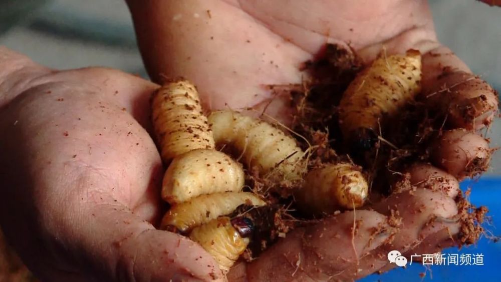 广西多人辛苦养大的竹虫竟是害虫养殖户亏损上百万元