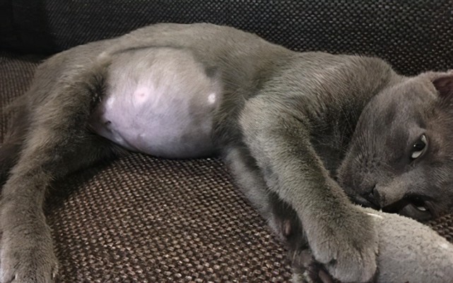 得了猫传腹的猫咪最后都怎样了?速看