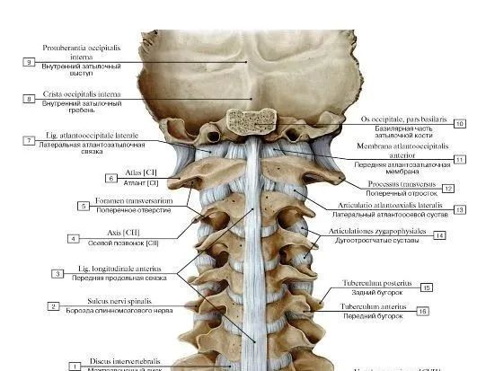 项韧带就是这样一个韧带群.