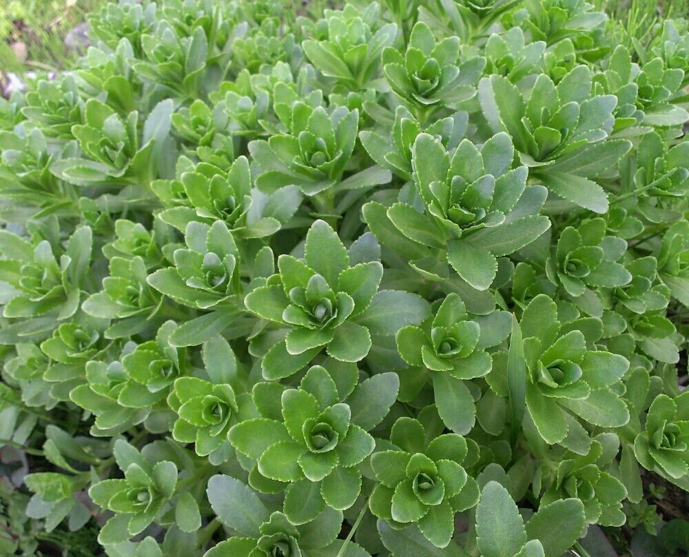 春夏季节开满金黄色花朵的三七景天,很好养的多肉,基本零难度_腾讯