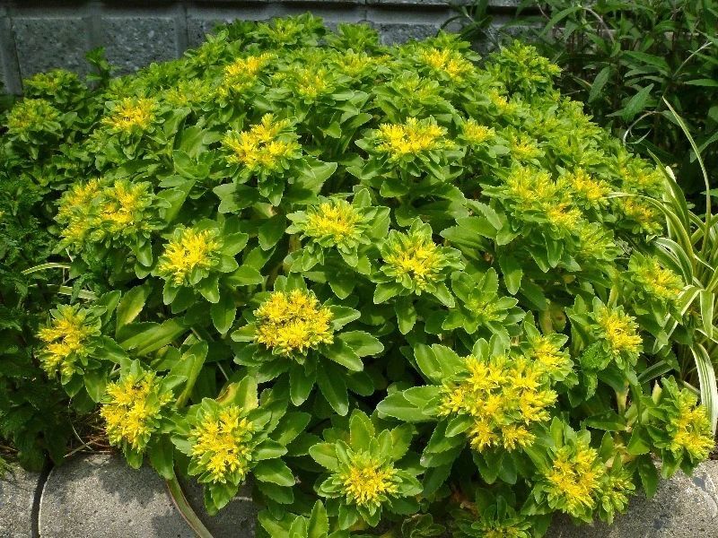 三七景天在以前都是作为药用植物栽种的,也是比较好的一种景观植物