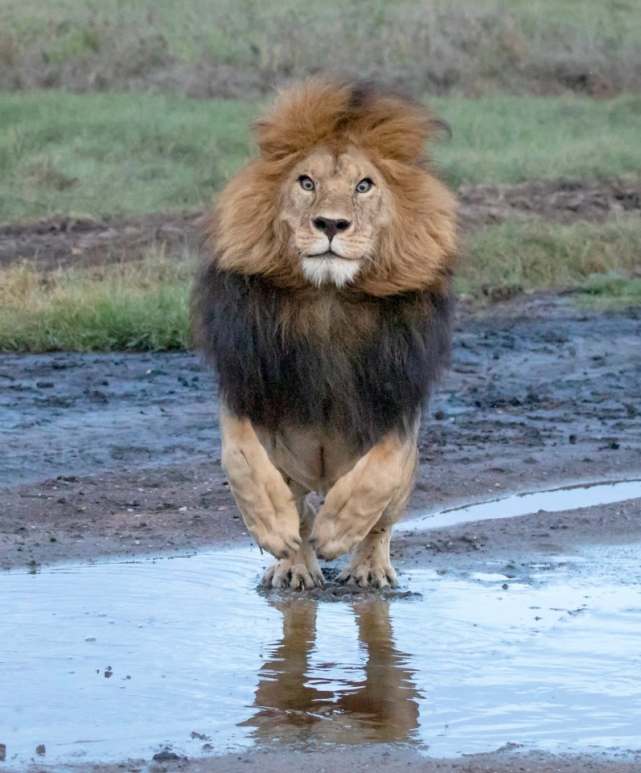 世界上最重的狮子图片