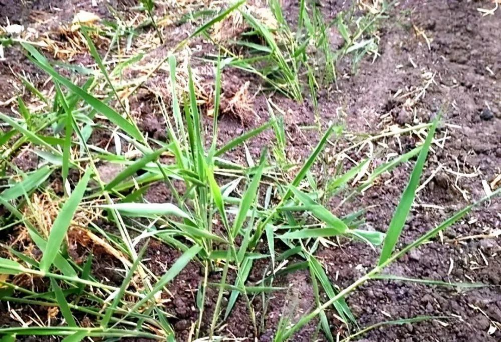 牛筋草|怎样杀灭芦苇草、牛筋草、白茅恶性杂草？一招见效