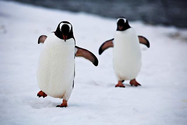 企鹅步