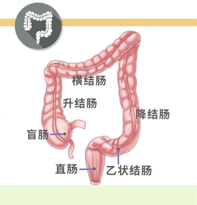 它位于肠道的下端,长度大概在10cm左右;直肠以上的乙状结肠,横结肠,降
