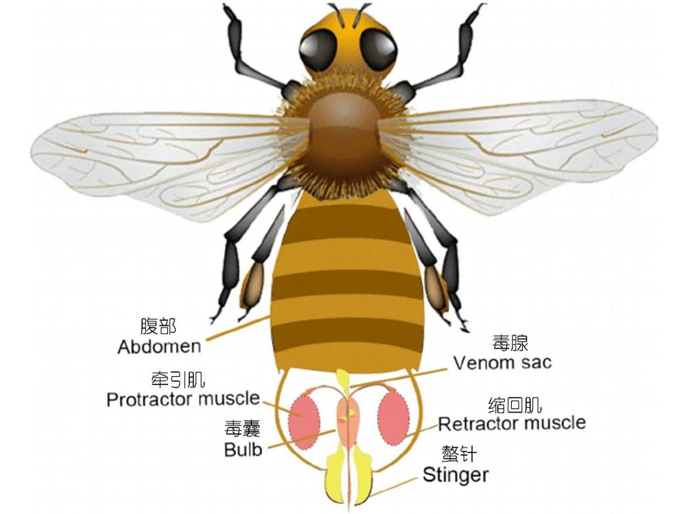 蜜蜂的刺连着内脏蜇人后自己也会死亡这样进化的意义是什么