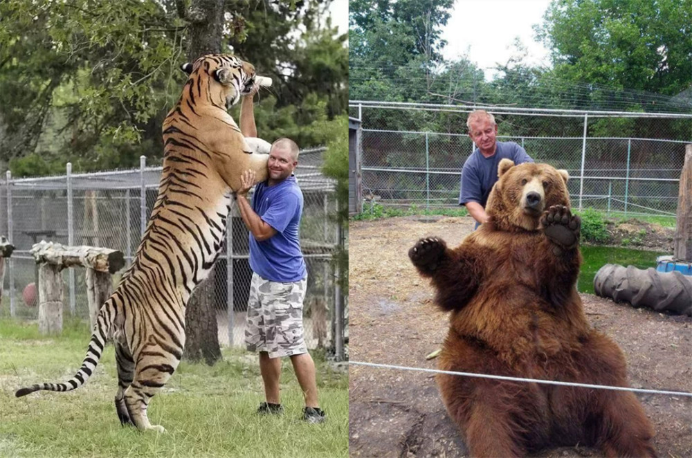 人类如果没有武器,无法想象在面对老虎时,究竟会有多绝望.
