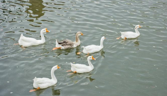 我国水禽(鸭,鹅)产业存在的问题及养殖模式第三,农业技术集成示范与