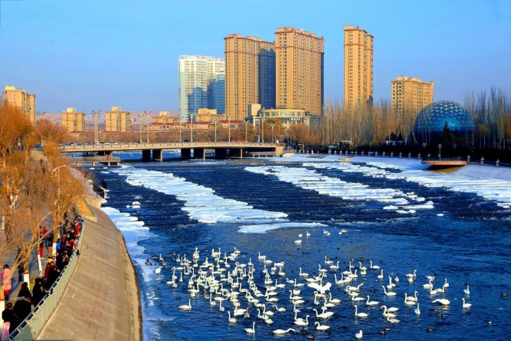 1月18日,巴音郭楞蒙古自治州库尔勒市孔雀河狮子桥段,市民在观赏天鹅.