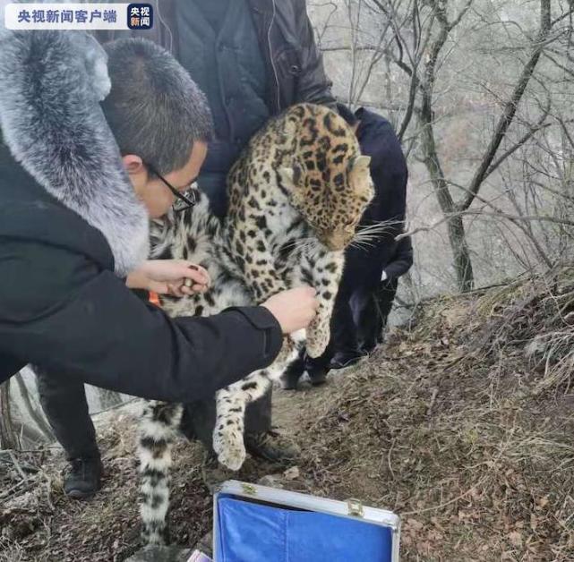 山西偵破非法狩獵案解救一隻一級保護動物金錢豹