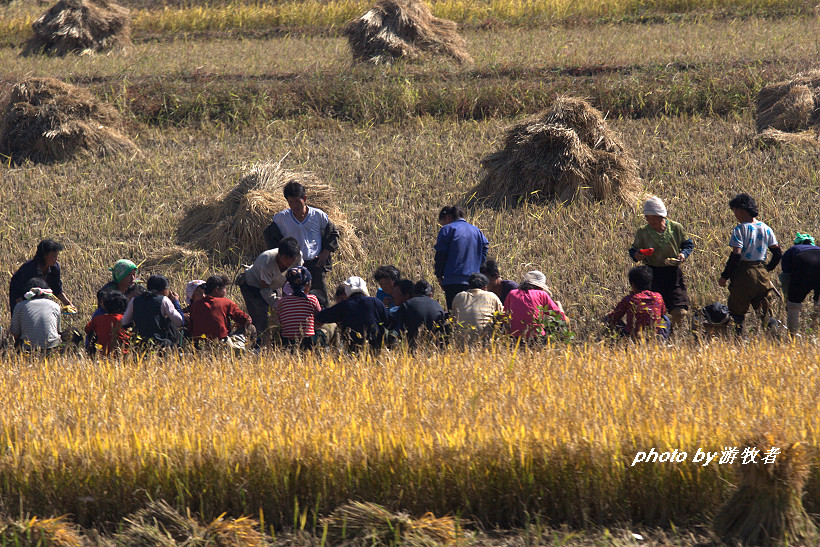 实拍朝鲜农民在田里集体干活的场面景色非常壮观